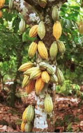 cacaoarbol