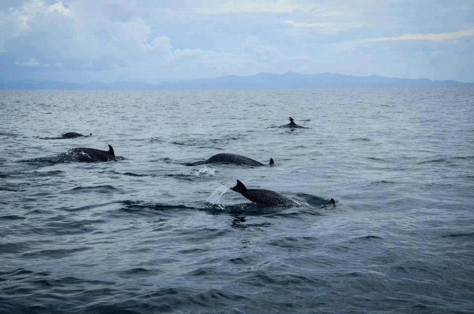 nicaragua travel guide san juan del sur whales and delfins watching tours